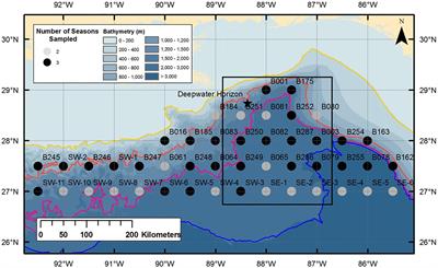 Vertical Distribution Patterns of Cephalopods in the Northern Gulf of Mexico